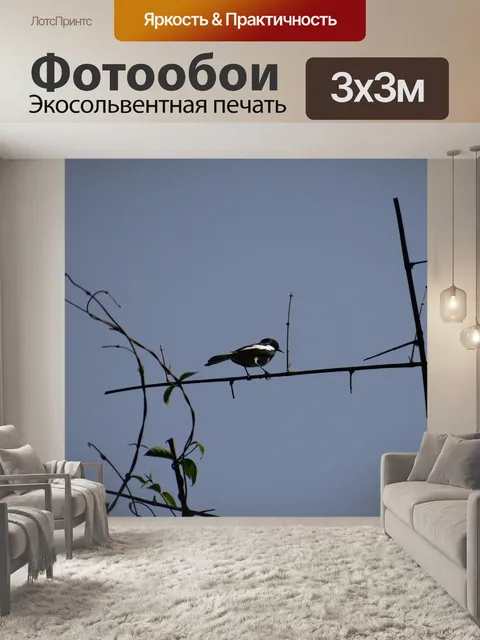 Фотообои Сорока робин