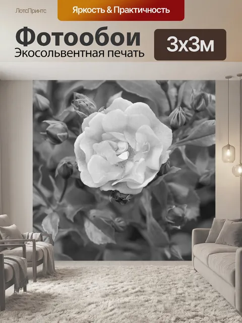 Фотообои белая роза