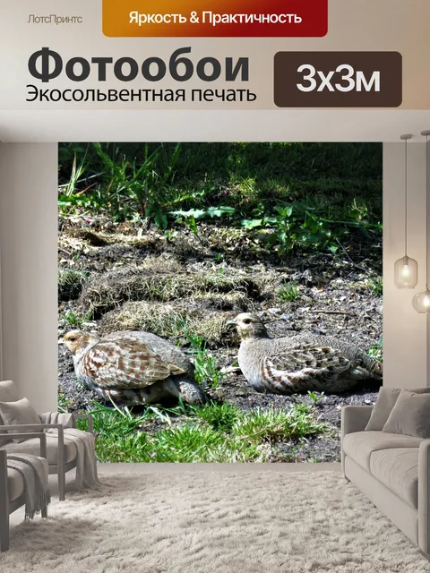 Фотообои Птицы