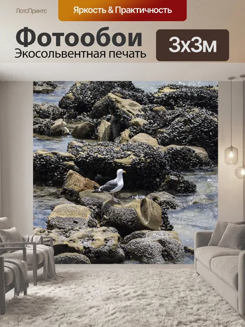 Фотообои чайка