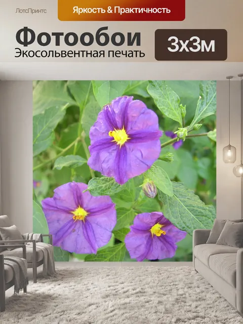 Фотообои Фиолетовый цвет тени ночи
