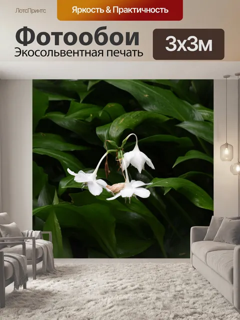 Фотообои Белый цветок Гавайи