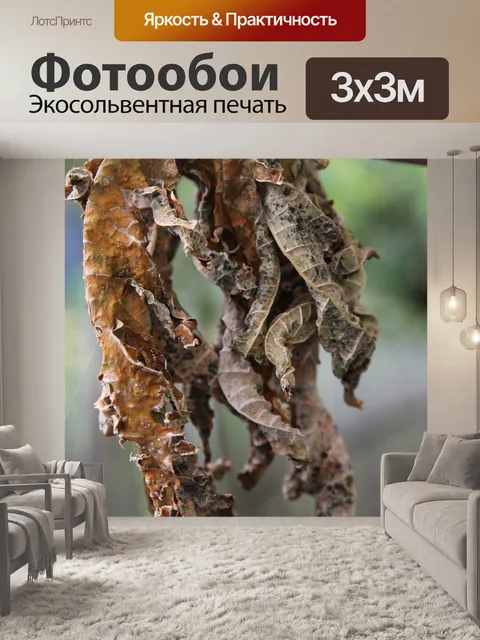 Фотообои Мертвые листья