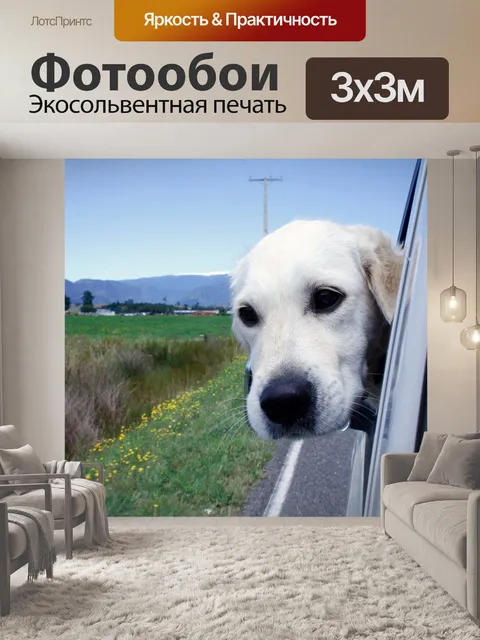 Фотообои Собака