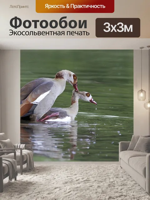 Фотообои Гуси