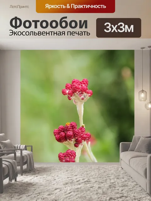 Фотообои Красный цветок с зеленым фоном