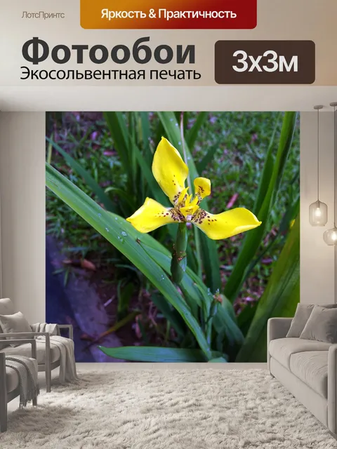 Фотообои желтые цветок орхидеи