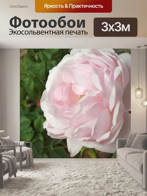 Фотообои Розовая роза