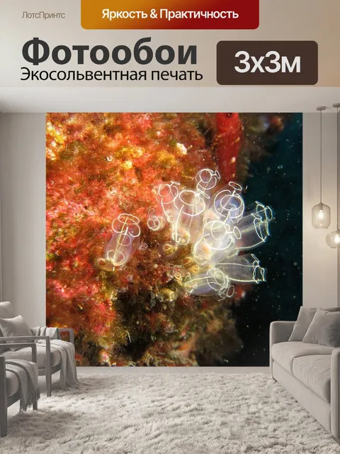Фотообои Коралл