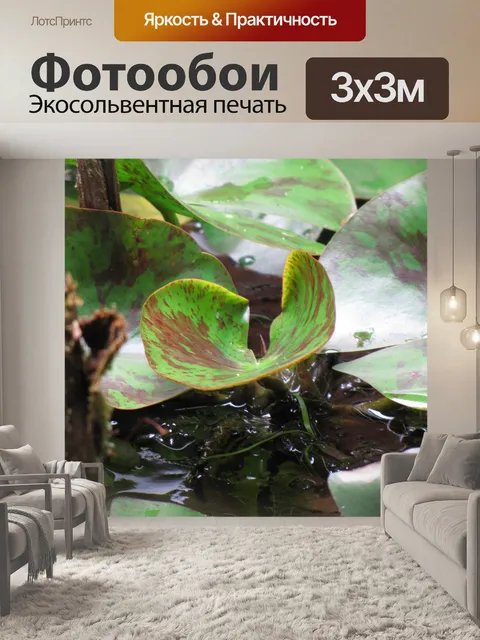 Фотообои Lily Pad