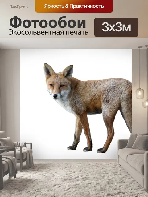 Фотообои Fox, изолированных на белом