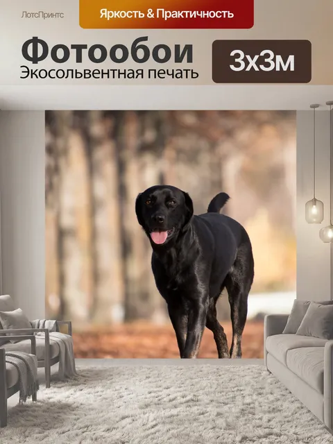 Фотообои Лабрадор ретривер