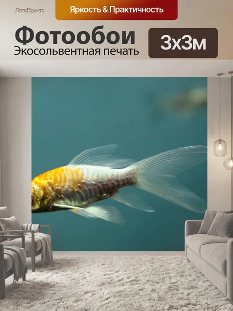 Фотообои Кои carp