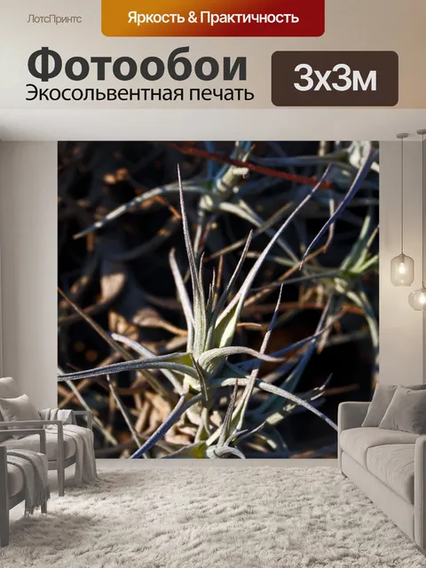 Фотообои колючая гроздь эпифитов