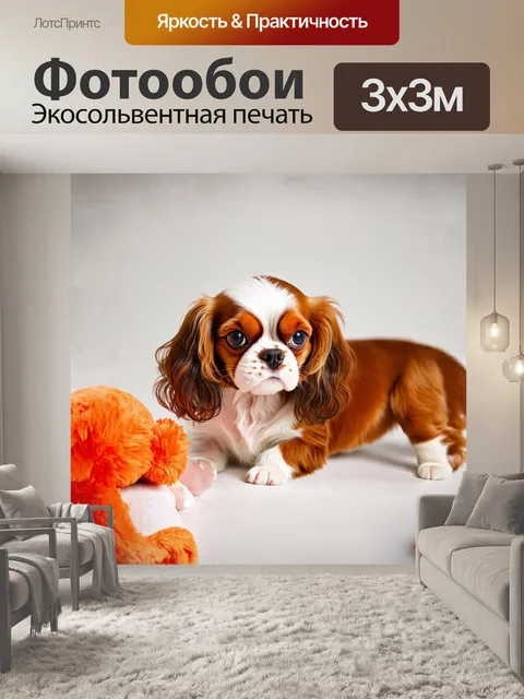 Фотообои кавалер кинг чарльз спаниель, изображенный в момент игры с мягкой игрушкой, показывает свою игривую натуру