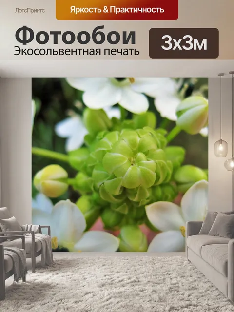 Фотообои маленький белый orinthogalum aribicum