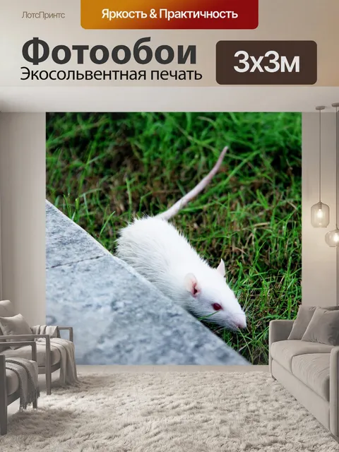 Фотообои Крыса