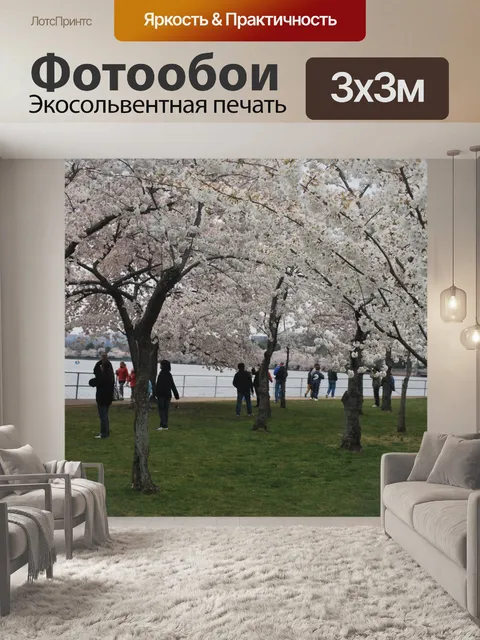 Фотообои Цветение Вишни
