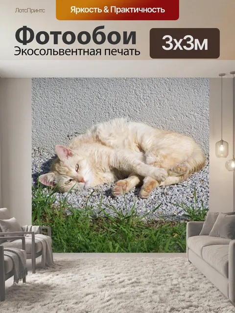 Фотообои Старый кот