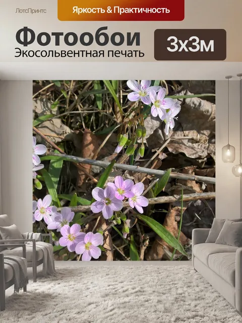 Фотообои Фиолетовые цветы лесного пола