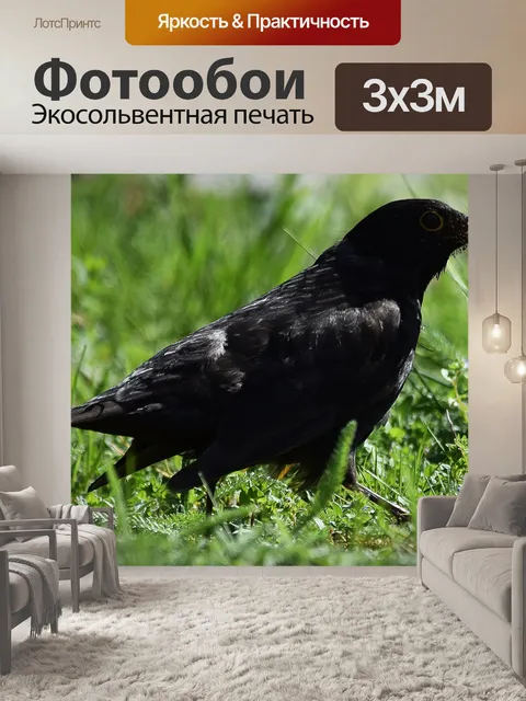 Фотообои Черный дрозд