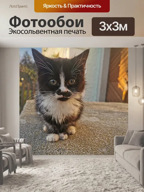 Фотообои Котенок