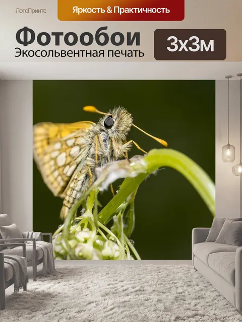 Фотообои Клетчатый шкипер