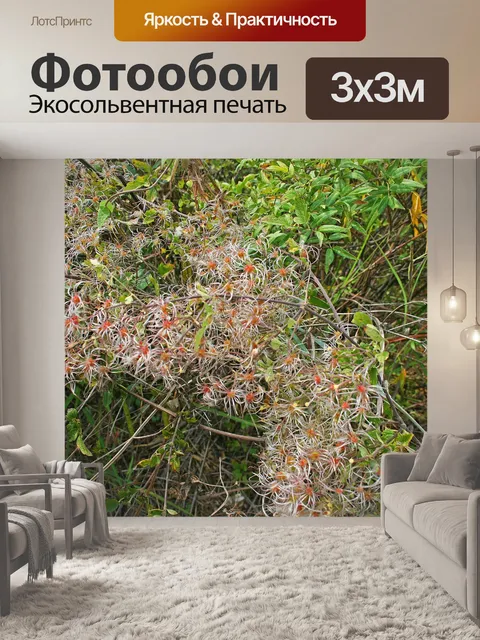 Фотообои семена пушистого ломоноса