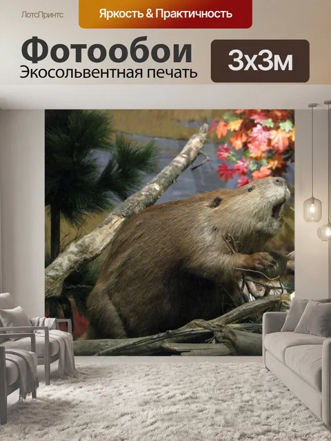 Фотообои бобр
