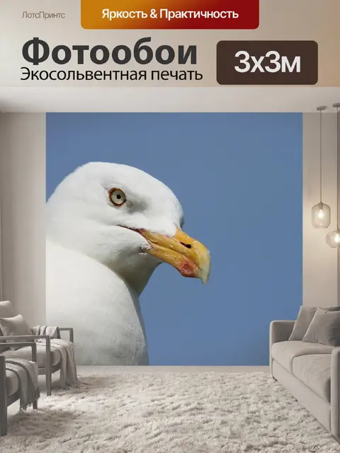 Фотообои Сельдь чайка