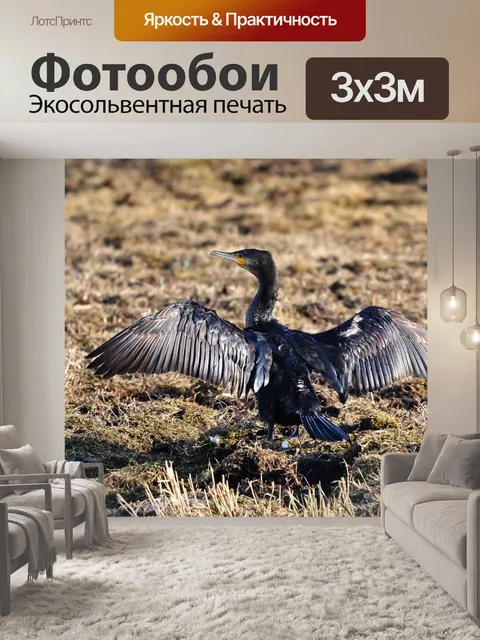 Фотообои Большой баклан