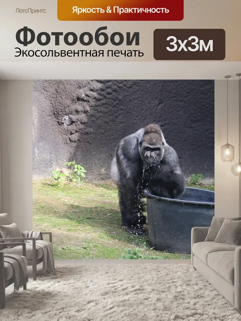 Фотообои Горилла