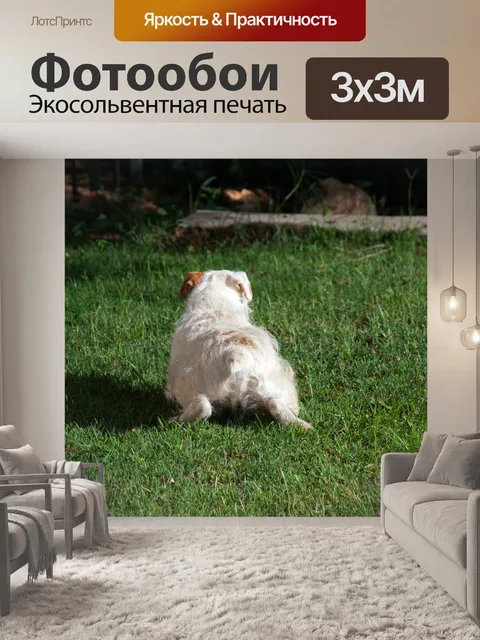 Фотообои Джек рассел ползет по лужайке