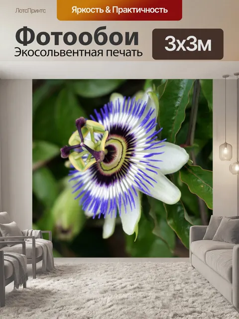 Фотообои Синий пассифлоры