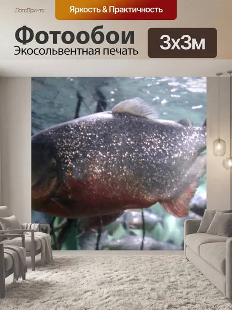 Фотообои Красный живота Пиранья