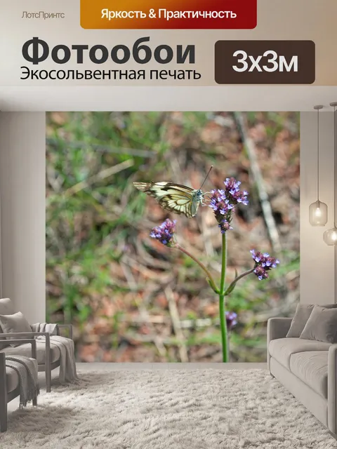 Фотообои Белая и коричневая бабочка на цветке