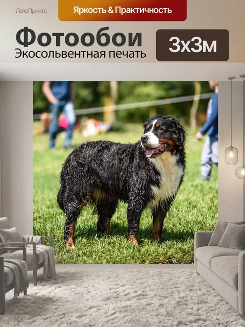 Фотообои Собака