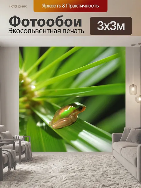 Фотообои Зеленая древесная лягушка
