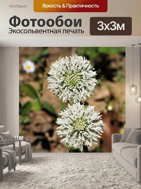 Фотообои Два белых полевых цветка Puffball