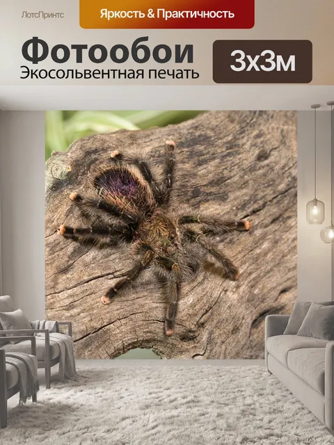 Фотообои Тарантул