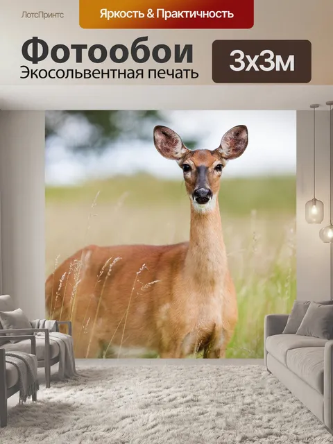 Фотообои Косуля