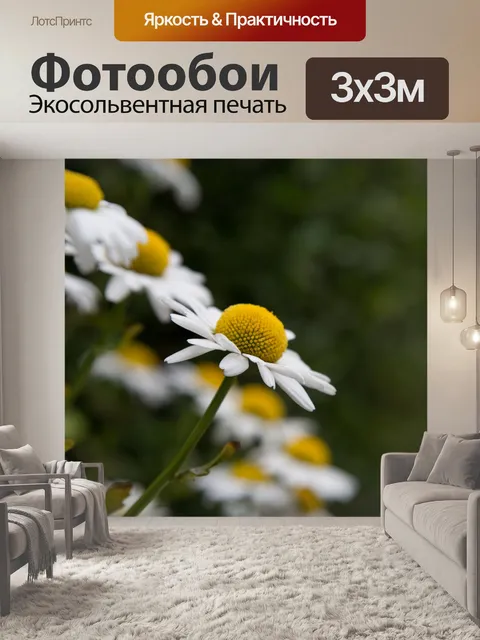 Фотообои Дейзи цветы