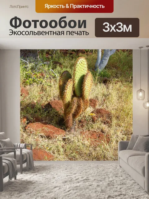 Фотообои Кактус на Галапагосских островов