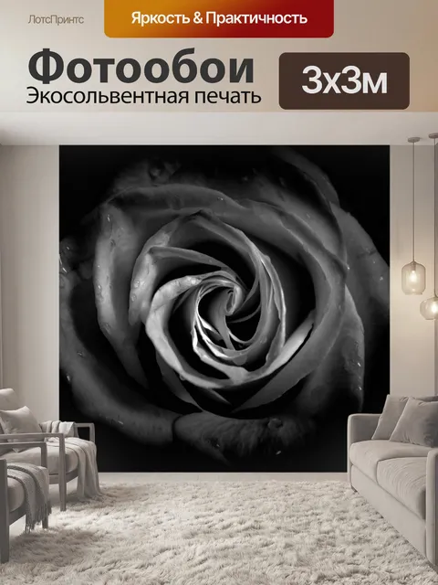 Фотообои черно-белое фото, роза, бутон