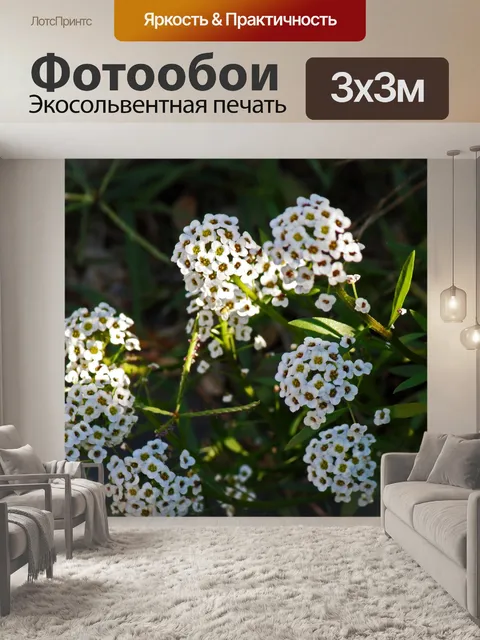 Фотообои белый сладкий алиссум на частичном солнц