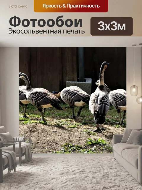 Фотообои Серые гуси