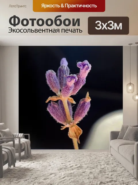 Фотообои Лаванда крупным планом