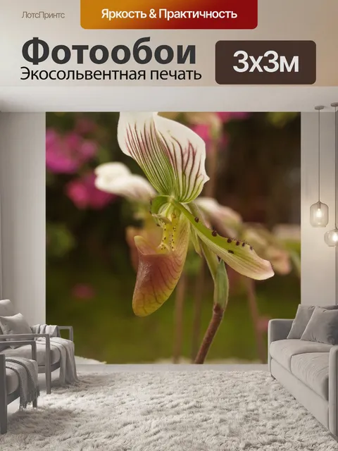 Фотообои Фото цветка орхидеи