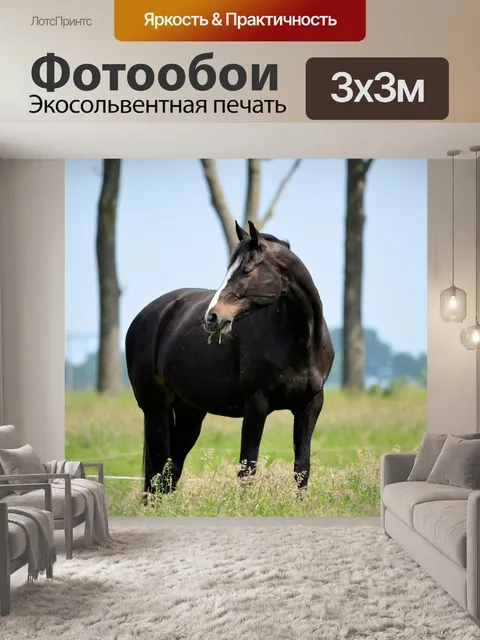 Фотообои Черный конь