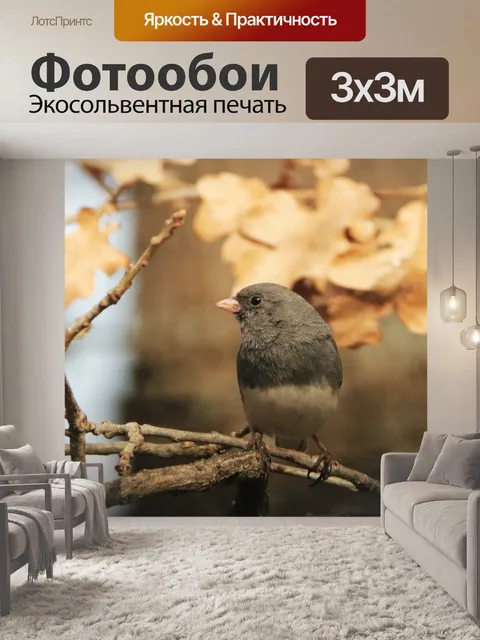 Фотообои Темноглазый Junco на ветке дерева